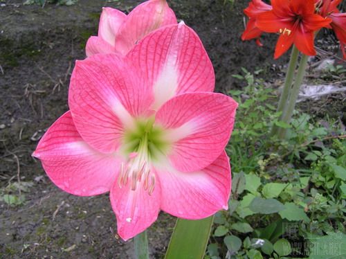 pink impression3.jpg